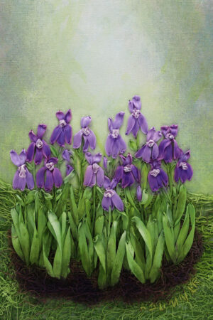 The Language of Irises